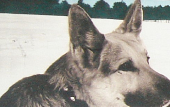 Четвероногие бойцы успешно прошли специальную тренировку