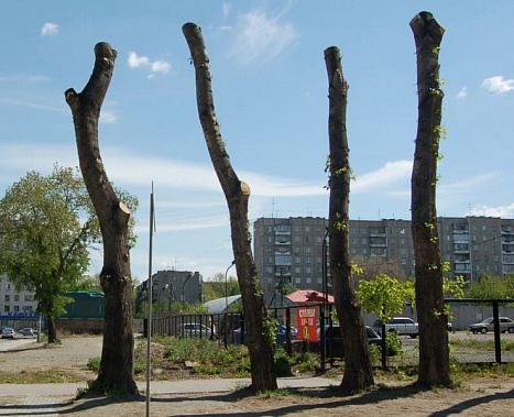 Главный подрядчик по уходу за зелеными насаждениями Ростова ответит  рублем за гибель сотни  деревьев