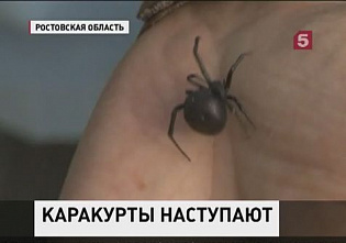 Ядовитые пауки и другая живность с юга усиленно обживают донские степи