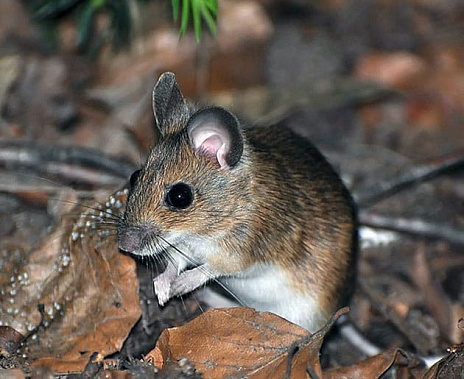 На Дону нашествие мышей может стать угрозой для урожая
