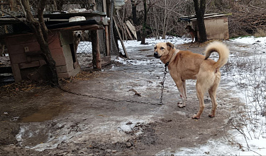 27 12 2024 Собачья жизнь