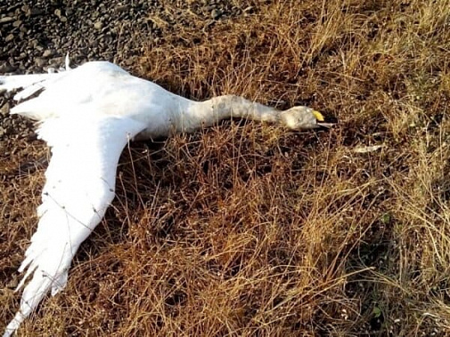 В Ростовской области сообщить о фактах гибели животных можно по телефону «горячей линии»