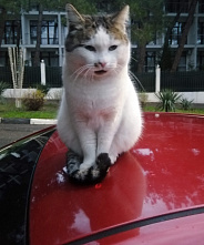  О новых правилах подготовки водителей