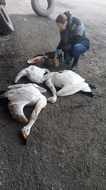 В Зерноградском районе погибли лебеди