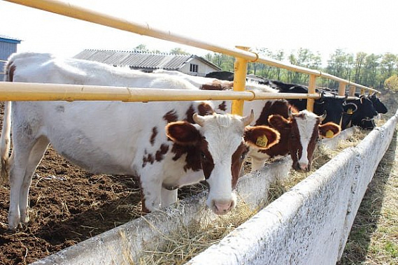 В Орловском районе ввели карантин по бруцеллезу крупного рогатого скота
