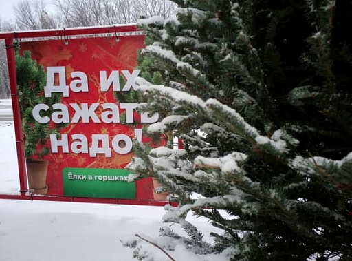 Теперь новогодние елки будут радовать зверей и спортсменов