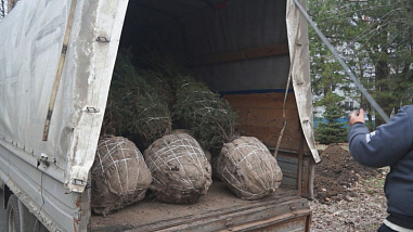 Собственница земельного участка на Зелёной в Ростове высадила 14 новых деревьев на проспекте Сельмаш