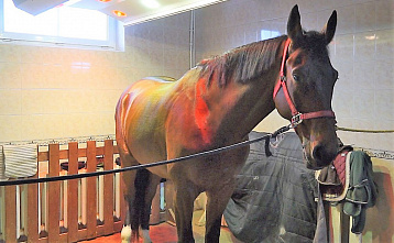 2026 – Год Огненной Лошади