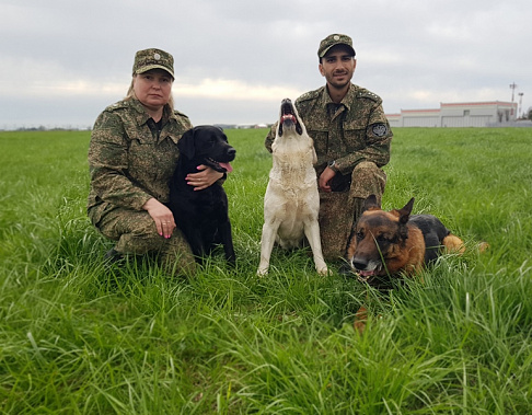 Служат на таможне все - немецкие овчарки и лабрадоры, русские спаниели….