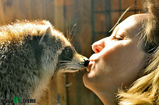 Дом для счастливых енотов