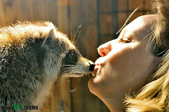 Дом для счастливых енотов