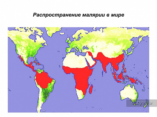 На Дону в 2021 году выявлено пять случаев завоза из Африки тропической малярии