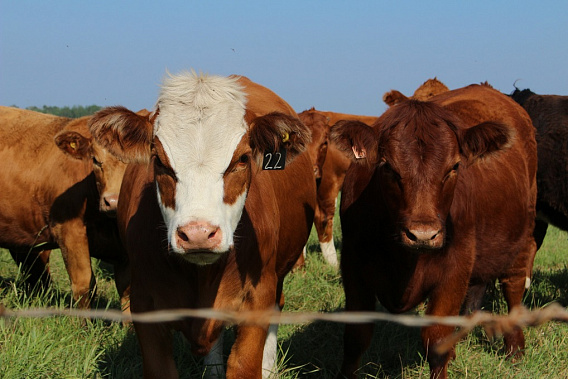 Из Ростовской области в Грузию отправили на экспорт стадо крупного рогатого скота 