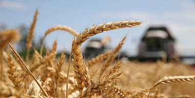На Дону убрали 75% площадей
