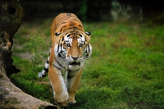В Международный день тигра - в гости к Устину