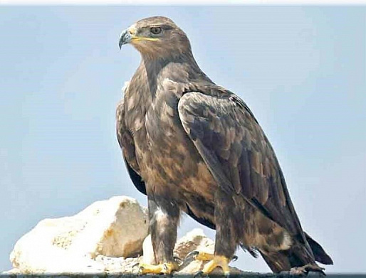 ОРЕЛ СТЕПНОЙ, КАЗАК ЛИХОЙ