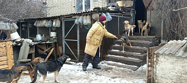 Собачья жизнь