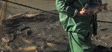 В донском регионе  проведут операцию «Путина»