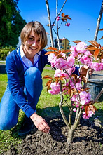 Красота цветущей сакуры