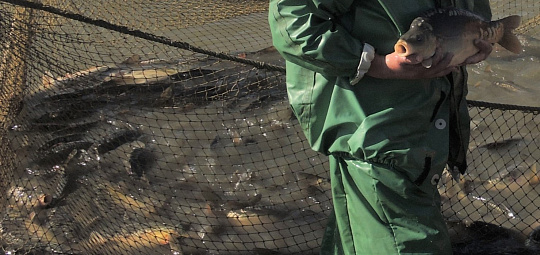 В донском регионе  проведут операцию «Путина»