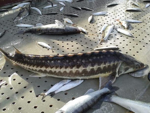 «Главрыбвод» построит в Багаевском районе комплекс по разведению рыбца, шемаи, стерляди и осётра