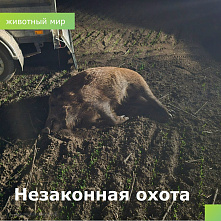      В Семикаракорском районе браконьерски уничтожили 8 особей дикого кабана!