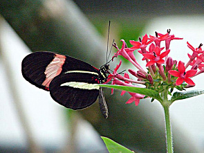 Поделился Америкой_9328