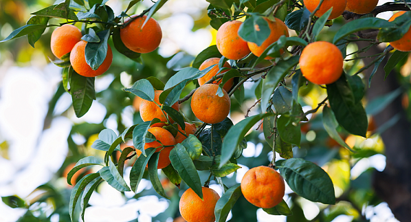 В Ростовской области изменились цены на продукты к новогоднему столу