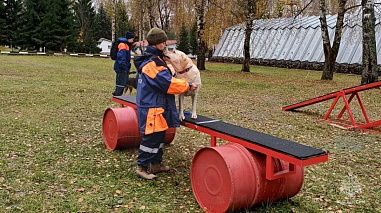 Донские кинологические расчеты показали мастерство на учебно-тренировочных сборах в подмосковном Ногинске
