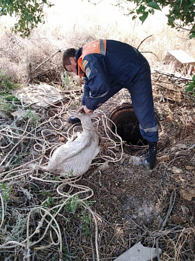 В Цимлянском районе из колодца из колодца достали козла