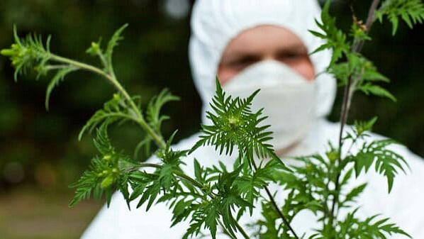 В ростовском НИИАПе расскажут про аллерговакцинацию