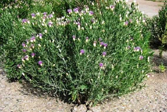 Горчак ползучий образует заросли. Источник фото: ast.mk.ru.