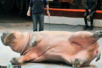 Легко ли бегемоту стать артистом?