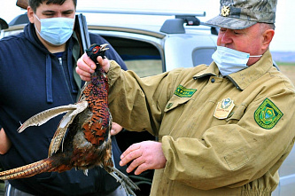 На Дону началась охота на фазана
