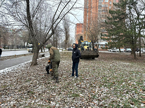 Собственница земельного участка на Зелёной в Ростове высадила 14 новых деревьев на проспекте Сельмаш