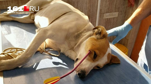 В Ростове-на-Дону задержали арбалетчика, стрелявшего по собакам