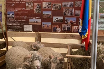 «Элита» из Ремонтненского района вырастила самого лучшего в России мериноса