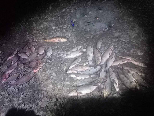  Браконьеры попались на Дону с поличным