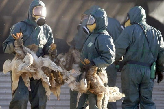 Зараженных птичьим гриппом жителей Ростовской области не обнаружено