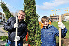 Клены, липы, туи...	