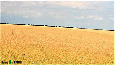 Хлеба – налево, хлеба – направо