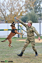 Собаки свое дело знают