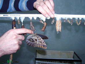 Бабочки зимой