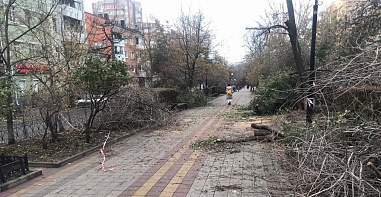 В центре Ростова подрядчик скидывал спиленные деревья на газон