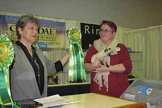 Как кошки-крошки Америку покоряли