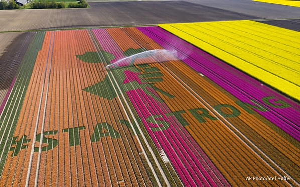 Голландские фермеры оставили послание для туристов, которые этой весной не смогли полюбоваться на их тюльпановые поля: «Оставайтесь сильными».