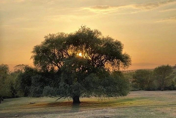 Юные художники напишут портреты донской «Бабушки Ивы»
