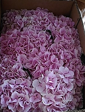 Откуда розы? Из Эквадора и Кении , вестимо...