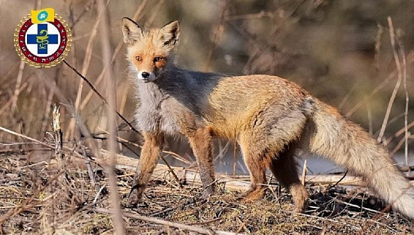 Источник фото: vesti-kalmykia.ru.