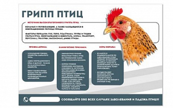 На Дону найден новый очаг птичьего гриппа